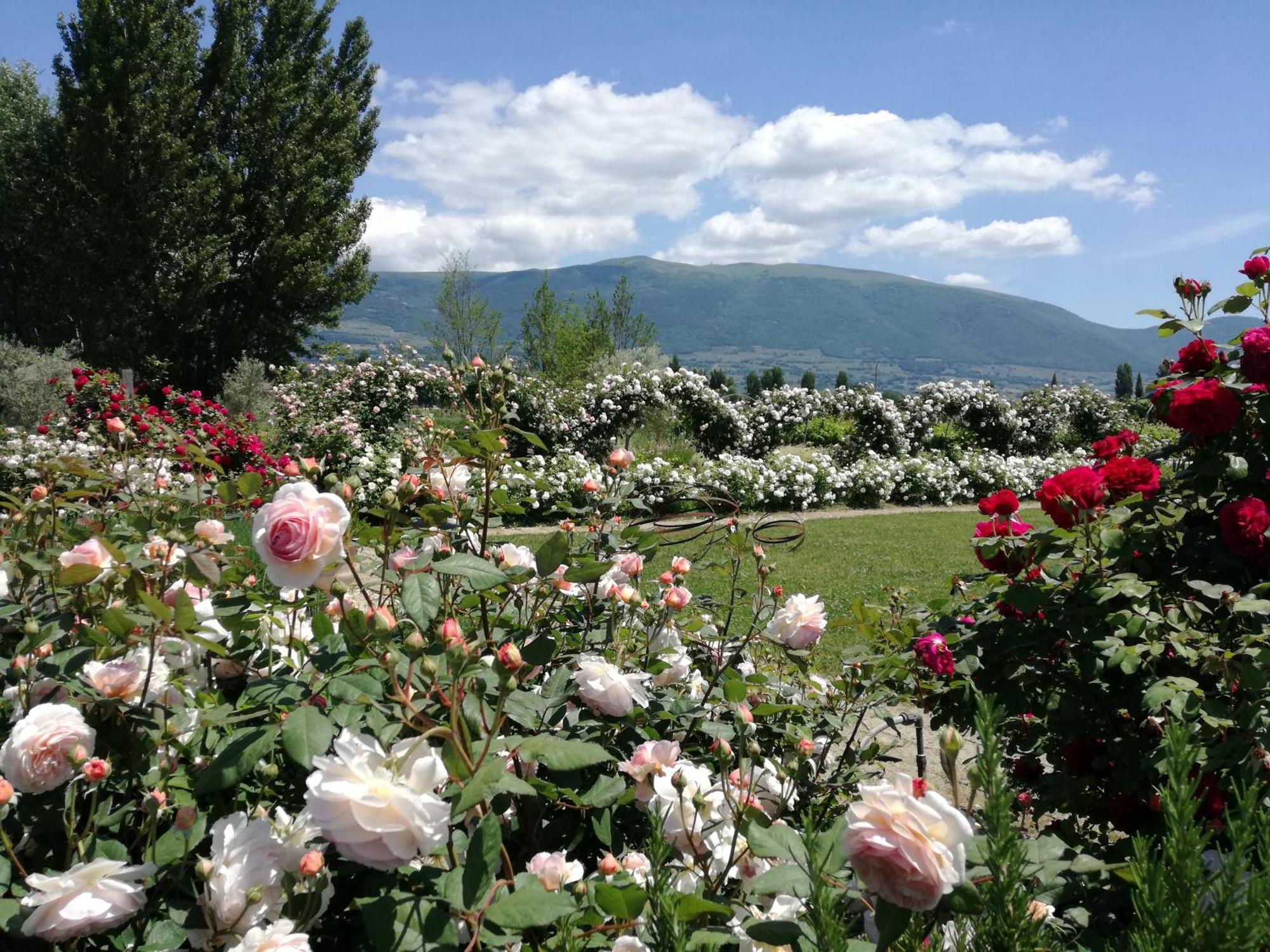 Il Fienile Di Assisi Villa Exterior foto