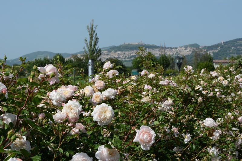 Il Fienile Di Assisi Villa Exterior foto